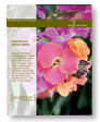 Erysimum cultural information